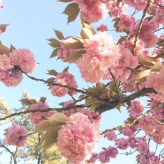 pink flowers blooming on the branches of a tree in front of blue skies and trees