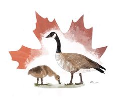 two birds standing next to each other in front of a maple leaf