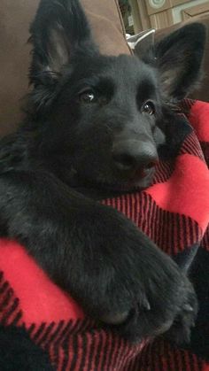 a black dog laying on top of a couch next to a red and black blanket