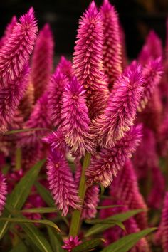 pink flowers are blooming in the sun and green leaves on the plant's stems