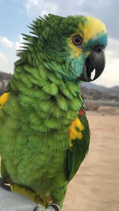 a green and yellow parrot sitting on someone's arm