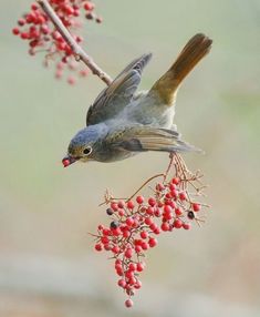 a bird is perched on a branch with berries