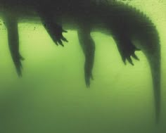 two alligators swimming in the water with their heads above the water's surface