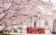 a red double decker bus parked in front of a tree with pink flowers on it