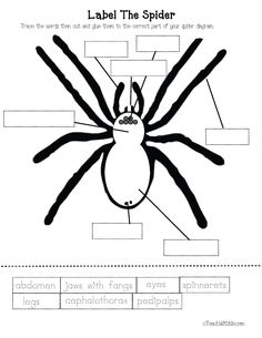 a spider worksheet with labels on it