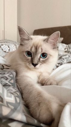 a white cat with blue eyes laying on a bed