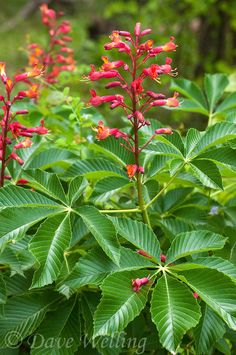 some red flowers and green leaves in the woods