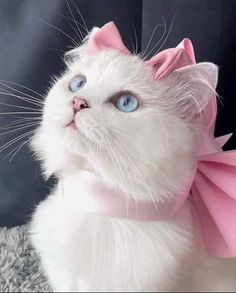 a white cat with blue eyes wearing a pink bow around its neck and looking up