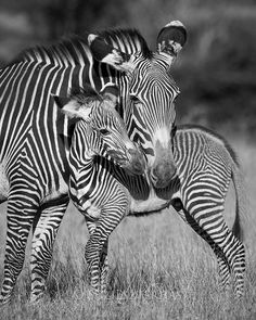 two zebras standing next to each other in the grass