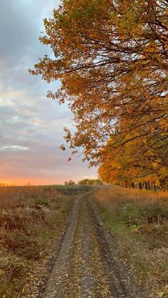 a dirt road in the middle of a grassy field with trees and grass on both sides