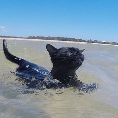 a black cat swimming in the ocean with its head above the water's surface