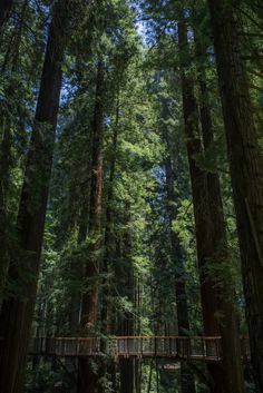 a bridge in the middle of a forest with tall trees