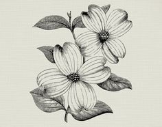 black and white drawing of three flowers with leaves