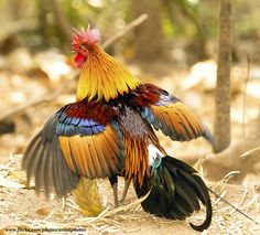 a colorful rooster standing on the ground