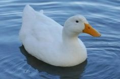 a white duck floating on top of a body of water