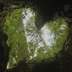 two heart shaped trees in the middle of a forest with sunlight coming through their leaves