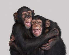 two chimpans hugging each other in front of a gray background with their mouths open