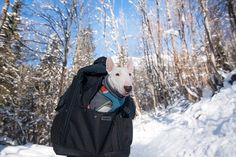 a white dog wearing a backpack in the snow