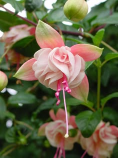 a pink flower with green leaves on it