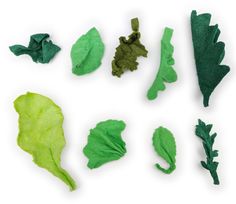 several different types of leafy vegetables on a white surface