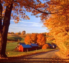 a country road surrounded by trees with fall foliage on the ground and houses in the distance