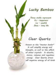 the lucky bamboo plant is in a clear vase