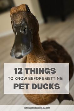 a duck with the words 12 things to know before getting pet ducks