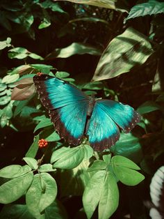 a blue butterfly sitting on top of green leaves