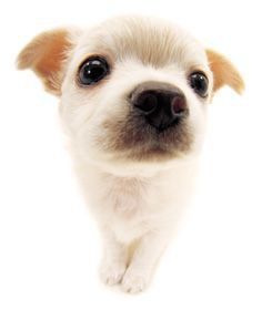 a small white dog looking up at the camera