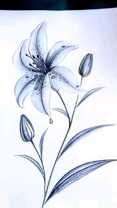 a drawing of a flower with water drops on it