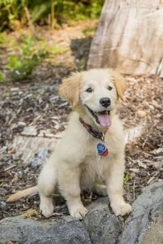 a small dog sitting on top of a pile of rocks