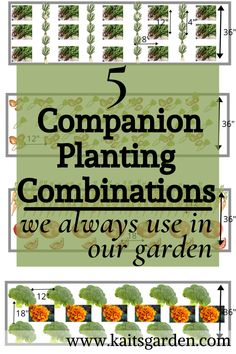 a garden plot with the text 5 companion planting combinations we always use in our garden