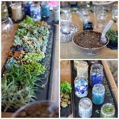 there are many different types of plants in glass jars on the table and one is filled with dirt