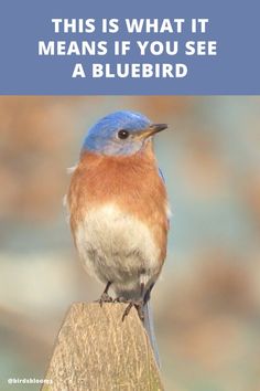 a blue bird sitting on top of a wooden post with the words, this is what it means if you see a bluebird