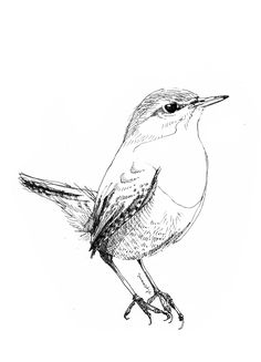 a black and white drawing of a bird