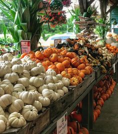 many different types of pumpkins are on display