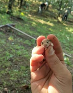 a person holding a small animal in their hand