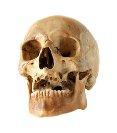 a human skull on a white background