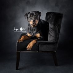 a black and brown dog sitting on top of a chair in front of a dark background