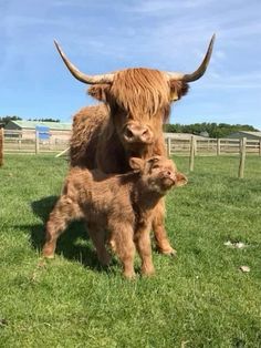 two brown cows standing next to each other on a lush green field