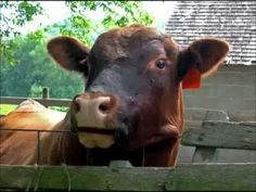 a brown cow standing next to a wooden fence near a tree and building with a red tag on it's ear