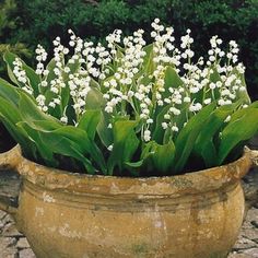 a potted plant with white flowers in it on a stone walkway next to some bushes