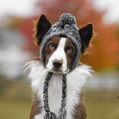 a brown and white dog wearing a knitted hat