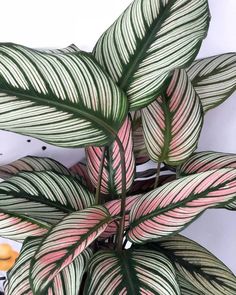 a close up of a plant with pink and green leaves