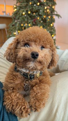 a brown dog sitting on top of a bed next to a christmas tree