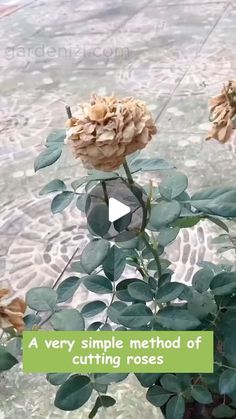 a very simple method of cutting roses to make them look like they're dying