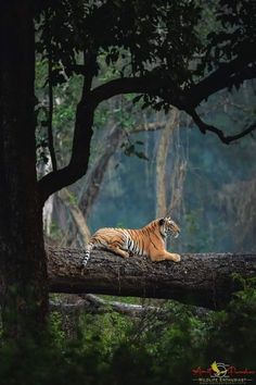 a tiger laying on top of a fallen tree