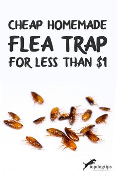 flea trap for less than $ 1