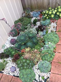 an assortment of succulents and other plants in a garden area next to a fence