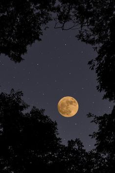 the full moon is seen through some trees in the night sky with stars above it